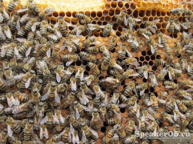 Продукты пчеловодства