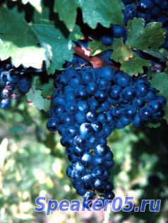 Винные сорта винограда для личного потребления