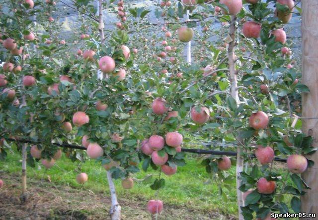 Яблоки от производителя 2012г