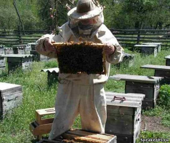 Пчёлы и пчелосемьи